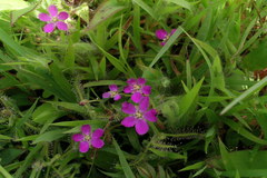 Drosera indica